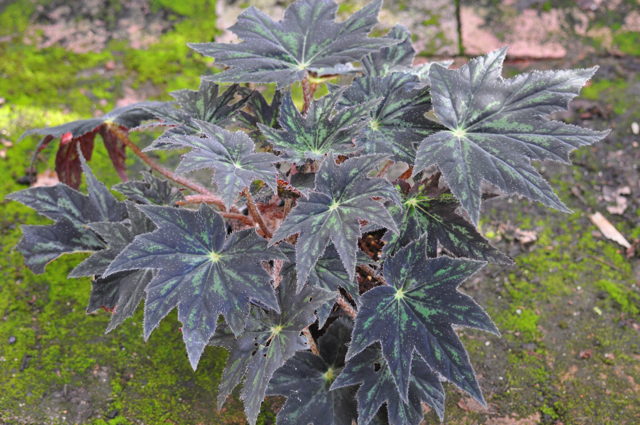 B. ‘Dorothy Arthur’